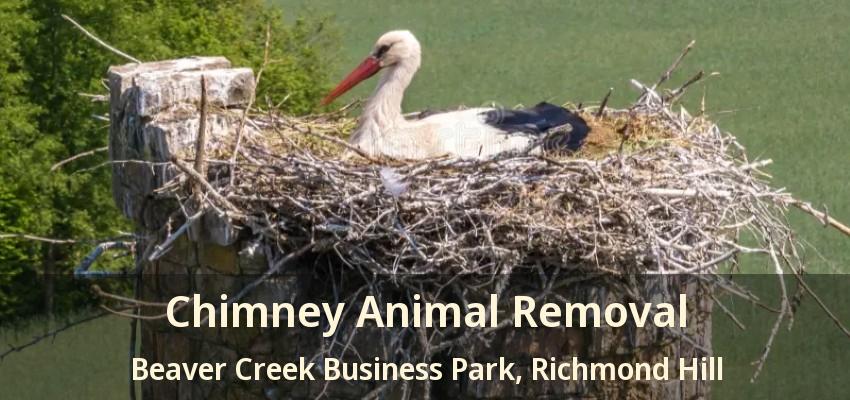 Chimney Animal Removal Beaver Creek Business Park, Richmond Hill - ON