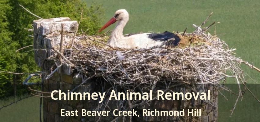 Chimney Animal Removal East Beaver Creek, Richmond Hill - ON