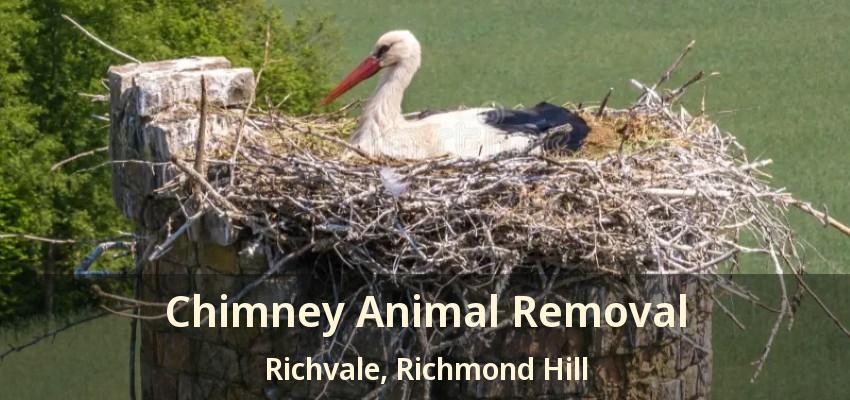 Chimney Animal Removal Richvale, Richmond Hill - ON