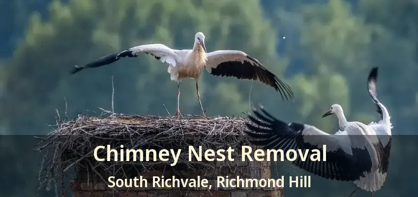 Chimney Nest Removal South Richvale, Richmond Hill - ON