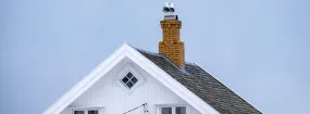 Chimney Nest Removal Richvale, Richmond Hill